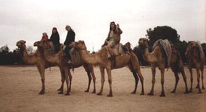 camels.JPG (16124 bytes)