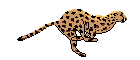 cheetah.gif (7252 bytes)