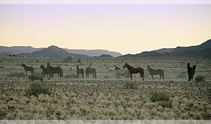 The Desert Homestead & Horse Trails, Namibia