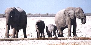 elephants2.JPG (12622 bytes)