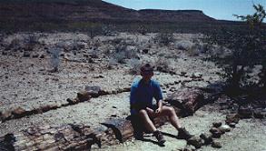 Petrified Forest