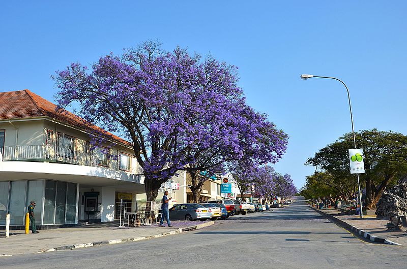 Grootfontein Namibia - Jacaranda blooming
