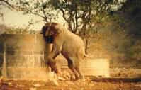Huab Lodge elephant