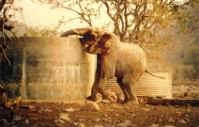Huab Lodge elephant