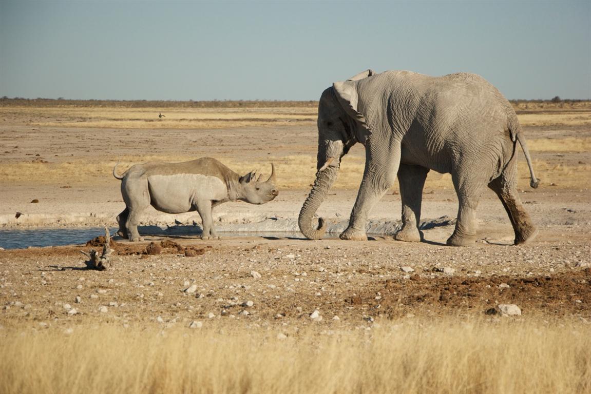 Mangetti National Park, Namibia