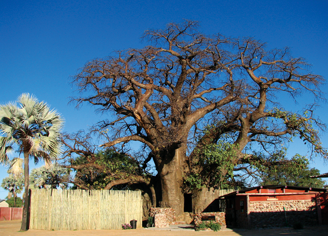 Ombalantu Baobab Tree Kunene Region, Namibia