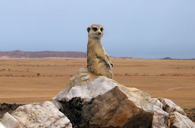 Rostock Ritz Desert Lodge, Namibia: meerkats