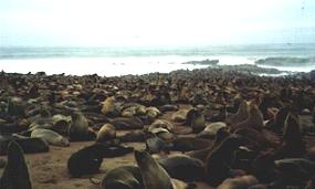 Seal colony at Cape Cross Namibia