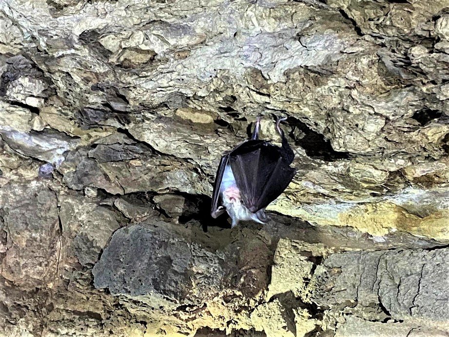 Arnhem Cave, Namibia
