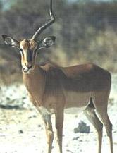 impala.JPG (7331 bytes)