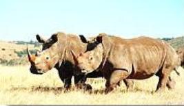 Khama Rhino Sanctuary Serowe, Central region, Botswana