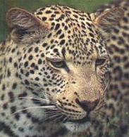 leopard.JPG (10686 bytes)