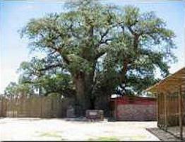 Ombalantu Baobab Tree Kunene Region, Namibia